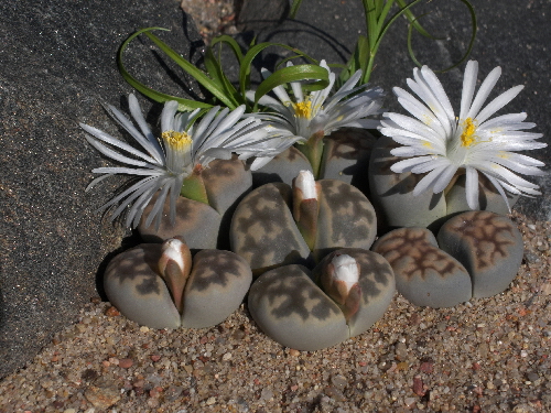 lithops schwantesii v.kunjasensis